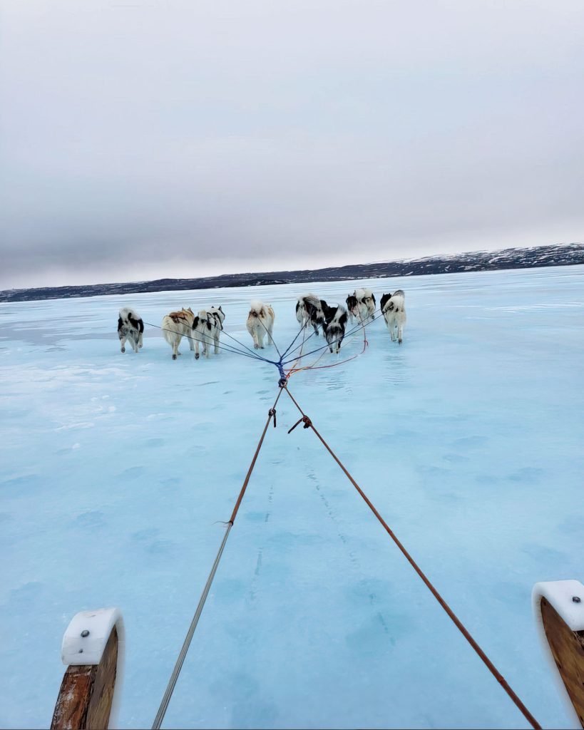 Sled dogs on icy landscape.