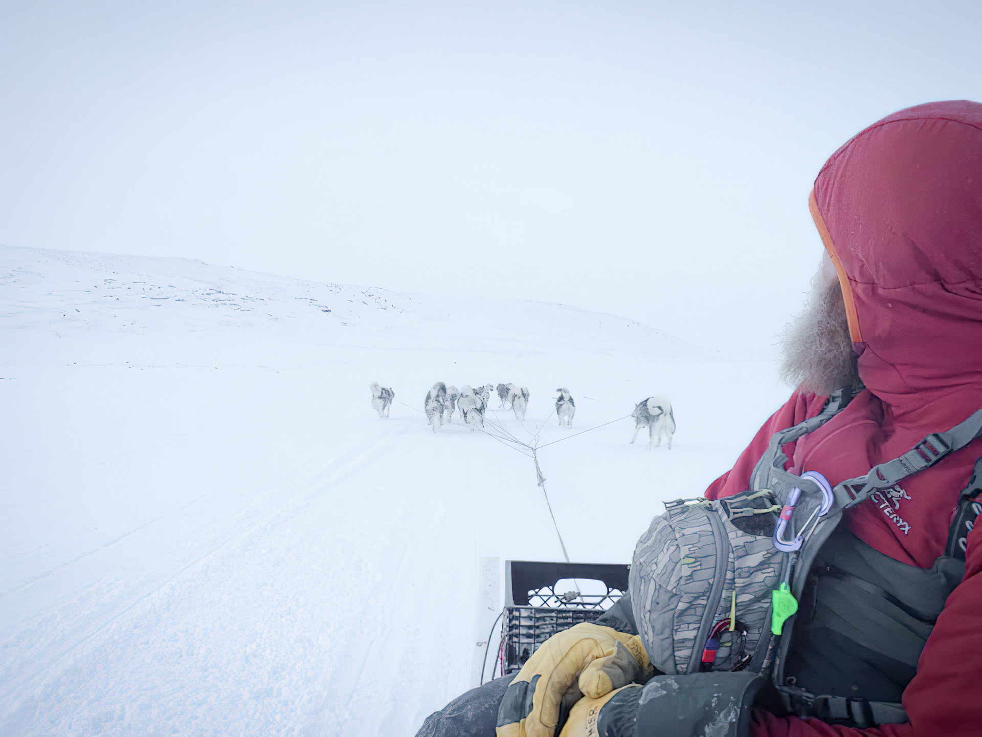 Person sledding with dogs in snow