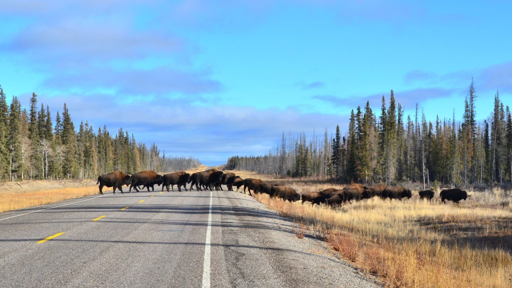 Bison crossing a rural road.