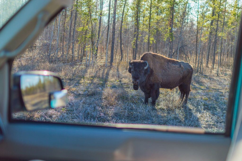 Bison standing near car window