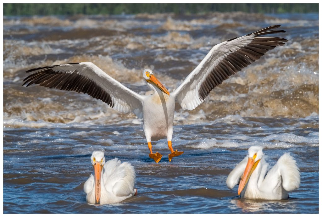 Three pelicans in turbulent water.