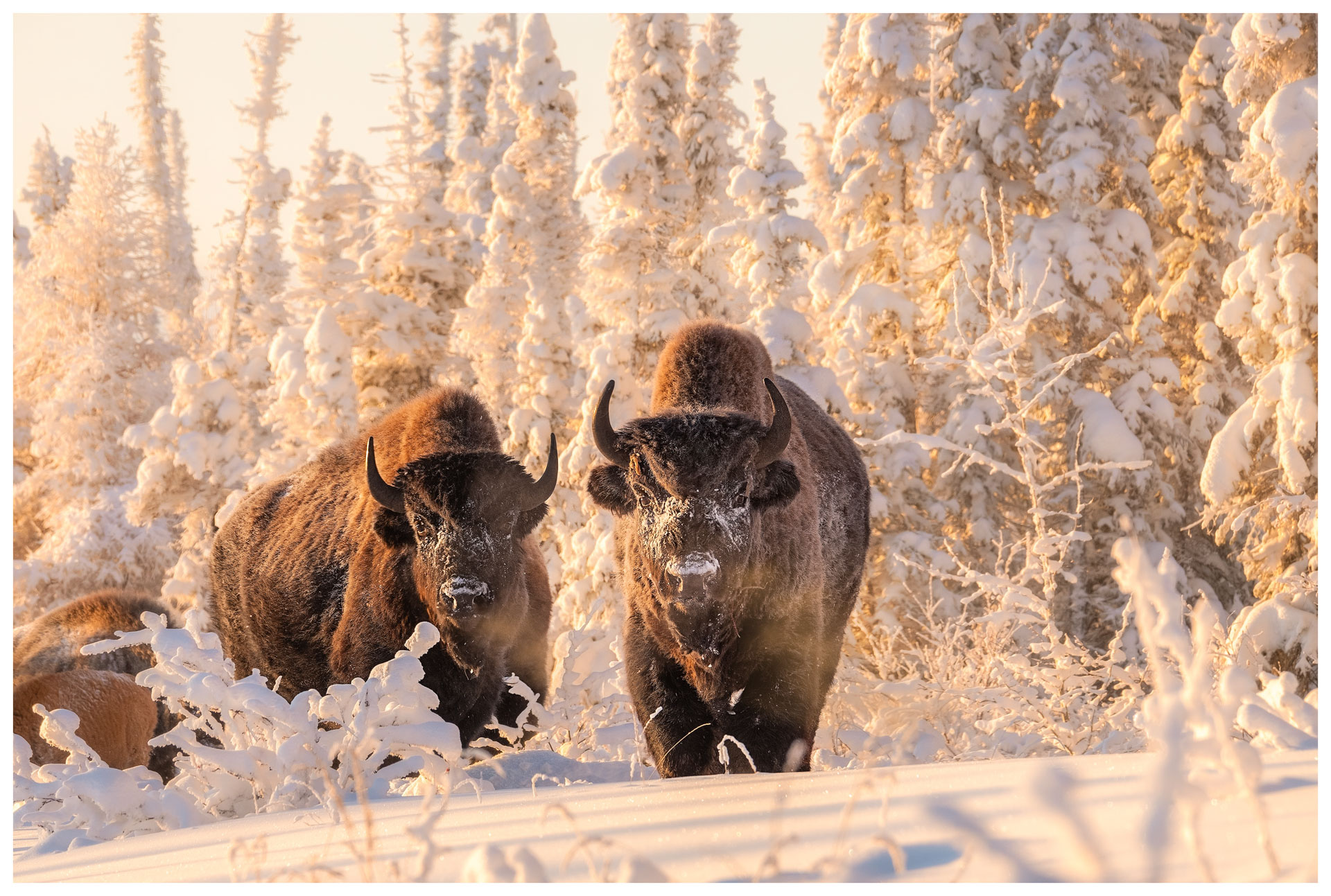 Two bison in snowy landscape
