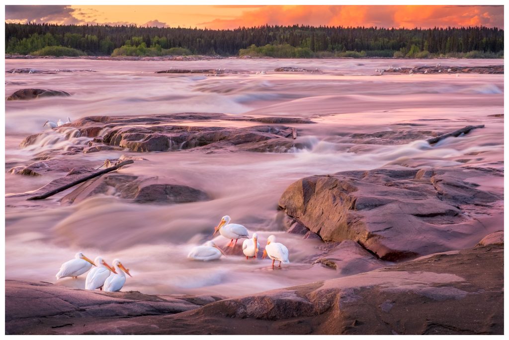 Pelicans wading in flowing river