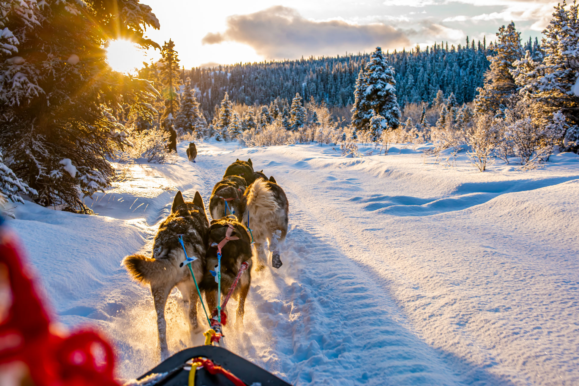Sled dogs pulling a sled through snow
