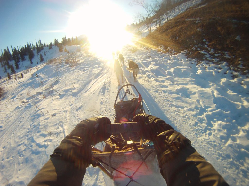 Dog sledding in snowy landscape