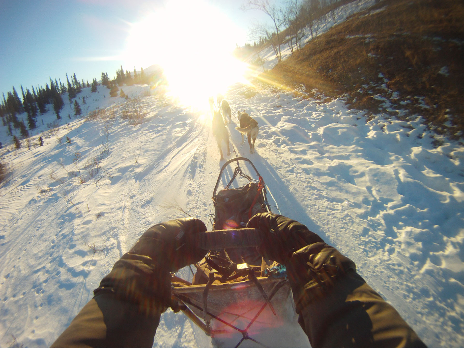 Dog sledding in snowy landscape