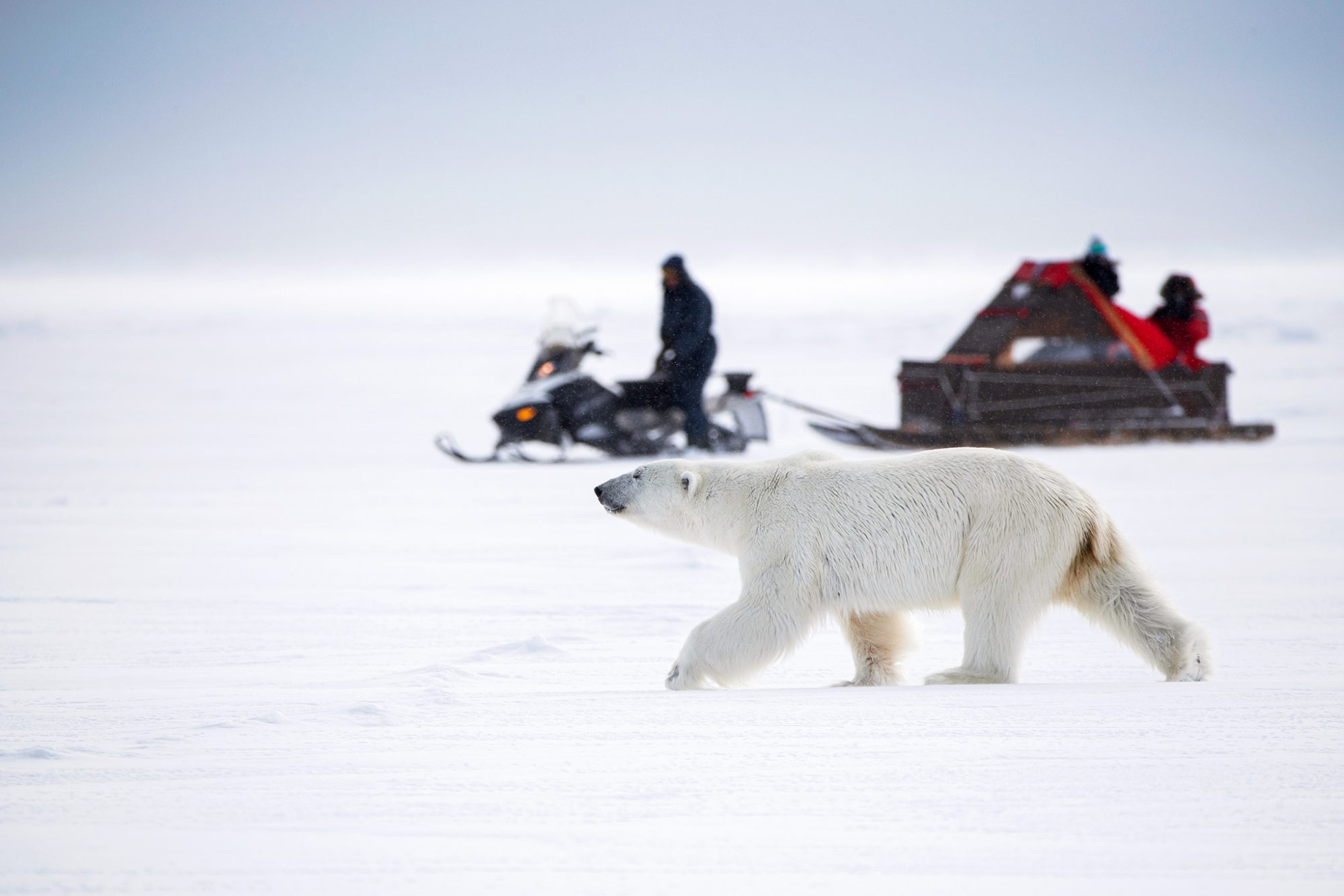 Polar bear on snowy landscape.